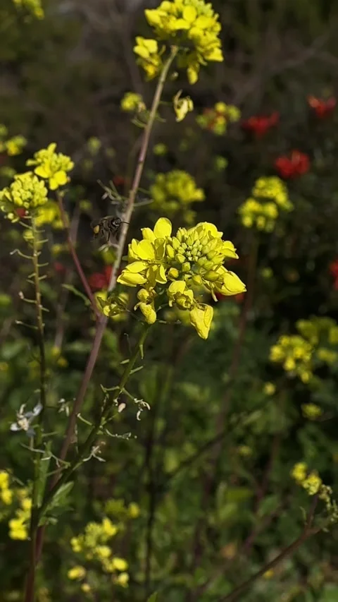 Bee collecting Stock Footage 282427940