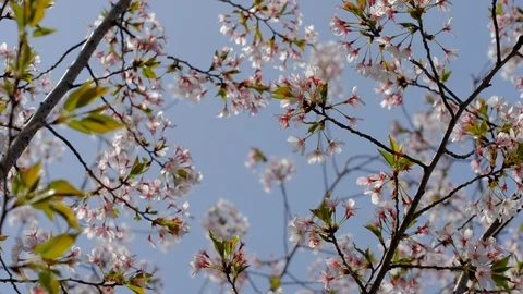 Bee collecting honey between cherry trees in spring Stock Footage 107747605