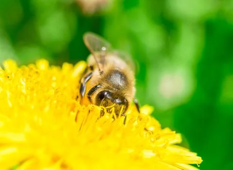 Bee collecting honey on the dandelion Stock Photos