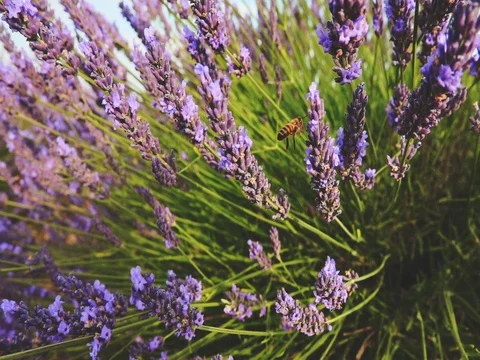 Bee collecting honey in endless lavender field. SLOW MOTION 240 fps, CLOSE UP. Stock Footage 73433981