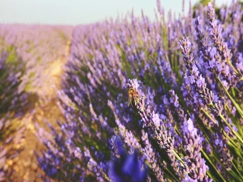 Bee collecting honey in endless lavender field. SLOW MOTION 240 fps, CLOSE UP. Vídeo Stock 73434001