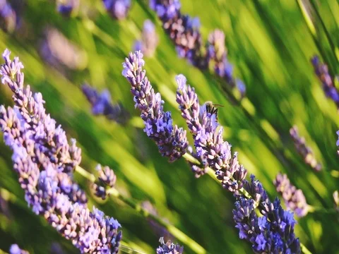 Bee collecting honey in endless lavender field. SLOW MOTION 240 fps, CLOSE UP. Stock Footage 73434027