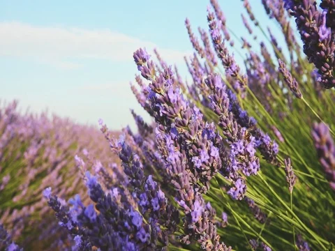 Bee collecting honey in endless lavender field. SLOW MOTION 240 fps, CLOSE UP. 스톡 동영상 73434061