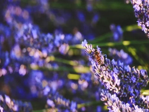 Bee collecting honey in endless lavender field. SLOW MOTION 240 fps, CLOSE UP. Vídeos de archivo 73434272