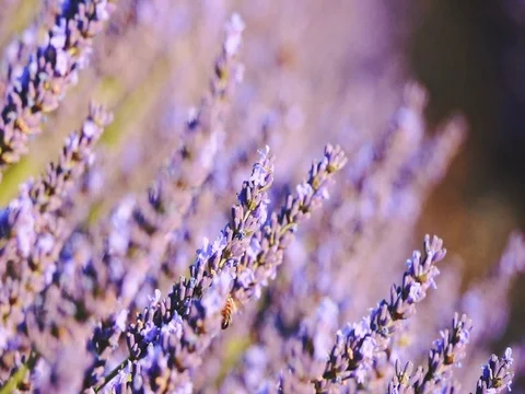 Bee collecting honey in endless lavender field. SLOW MOTION 240 fps, CLOSE UP. 스톡 동영상 73434277