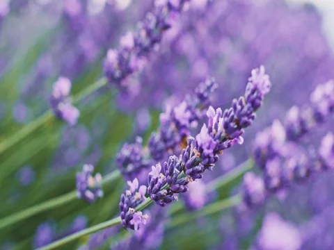 Bee collecting honey in endless lavender field. SLOW MOTION 120 fps, CLOSE UP. Vídeo Stock 73435181