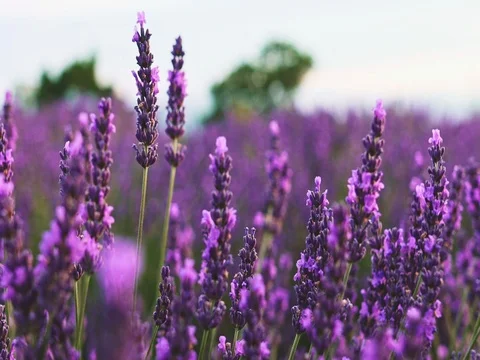 Bee collecting honey in endless lavender field. SLOW MOTION 120 fps, CLOSE UP. Stock Footage 73437608