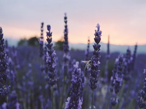 Bee collecting honey in endless lavender field. SLOW MOTION 120 fps, CLOSE UP. 動画素材 73441229