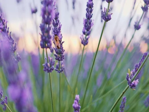 Bee collecting honey in endless lavender field. SLOW MOTION 120 fps, CLOSE UP. Vídeo Stock 73441329