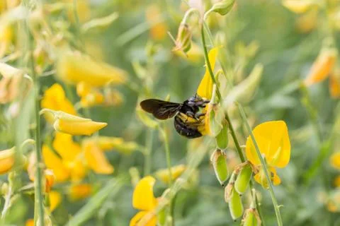 Bee Collecting honey of a Sann Hemp or Crotalaria juncea flower, Bee Working  Stock Photos