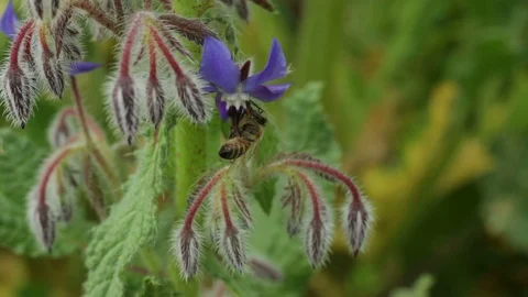 The bee collecting the nectar and pollen from the borage plant Video stock 128342530