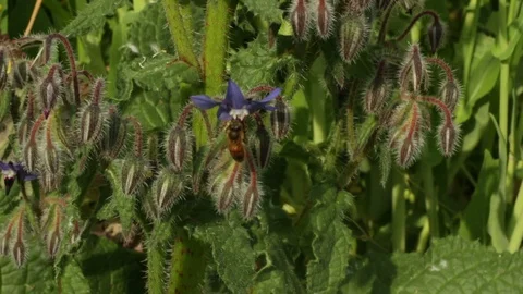The bee collecting the nectar and pollen from the borage plant Video stock 128342614