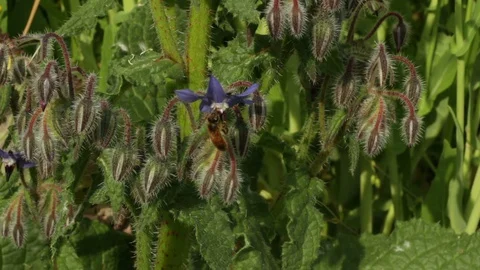 The bee collecting the nectar and pollen from the borage plant Stock Footage 128342732