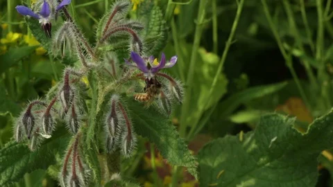 The bee collecting the nectar and pollen from the borage plant Video stock 128342801