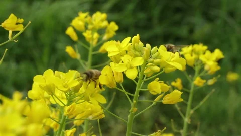 The bee collecting the nectar and pollen from the broccoli plant Video stock 128433750