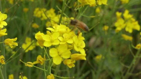 The bee collecting the nectar and pollen from the broccoli plant Video stock 128433884
