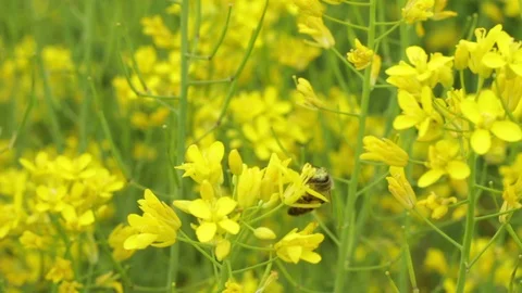 The bee collecting the nectar and pollen from the broccoli plant Stock Footage 128434054
