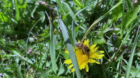 Bee collecting nectar and pollen in the inflorescences of a yellow dandelion Stock Footage 195120895