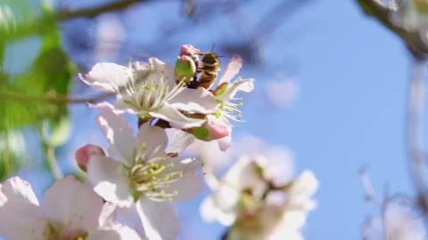 Bee collecting nectar and pollen from a white flower Stock Footage 274666980