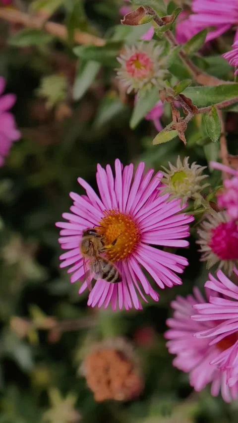 Bee collecting nectar and pollen from a pink flower, Vertical Stock Footage 346069867