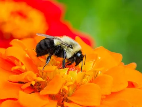 Bee Collecting Nectar and Pollen on Orange Zinnia Flower Fotos de archivo
