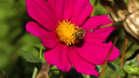 Bee collecting nectar and pollinating a pink flower Stock Footage 139415089