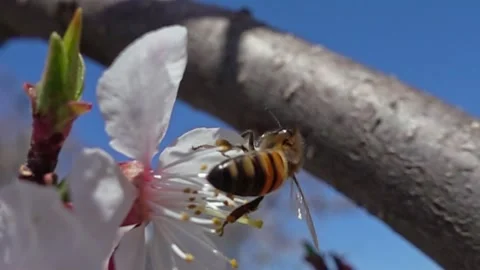 Bee collecting nectar and pollinating an apricot flower in spring Video stock 316403488