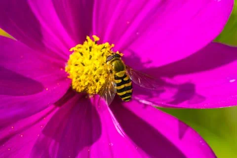 Bee collecting nectar on beautiful flowers. Stock Photos
