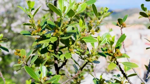 Bee collecting nectar on black privet plant Ligustrum vulgare in close up Stock Footage 329160893