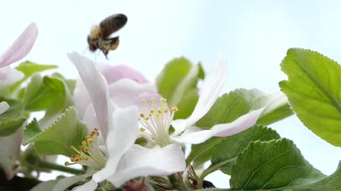 Bee collecting nectar from bloomin appletree flower 2 Stock Footage 136230240