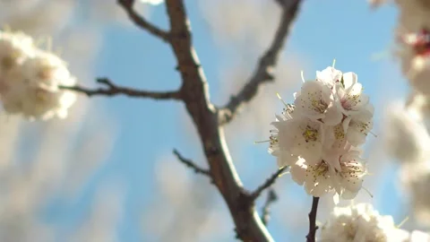 Bee collecting nectar from blooming apple branch Stock Footage 317387900