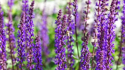 Bee collecting nectar from blooming purple salvia flowers Stock-Footage 336505577