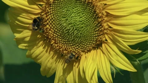Bee collecting nectar on a blooming sunflower in summer Stock-Footage 331802575