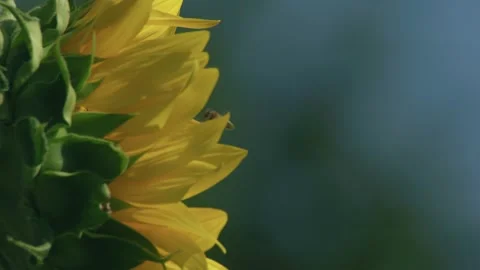 Bee collecting nectar on a blooming sunflower in summer 스톡 동영상 331802602