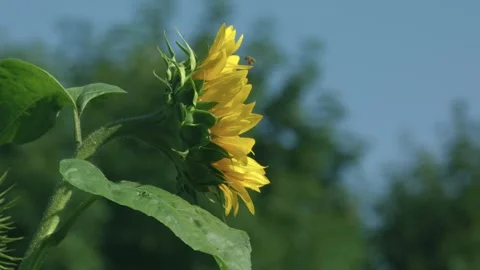 Bee collecting nectar on a blooming sunflower in summer Vídeo Stock 331802605
