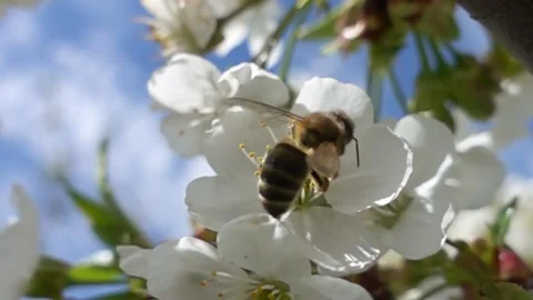 Bee collecting nectar from a blooming white flower apple trees Stock Footage 316403480