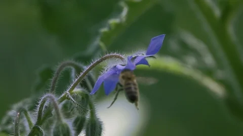 Bee collecting nectar from the blue flower (slow motion) Stock Footage 128267992