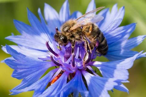 A bee collecting nectar on a blue flower Stock Photos