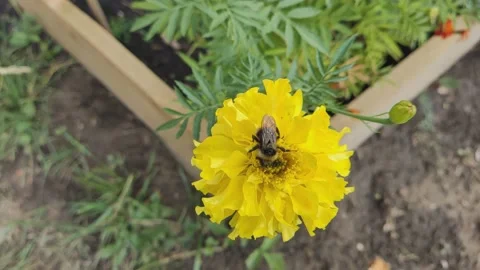 Bee collecting nectar. Bright yellow marigolds are blooming. Stock Footage 204726418