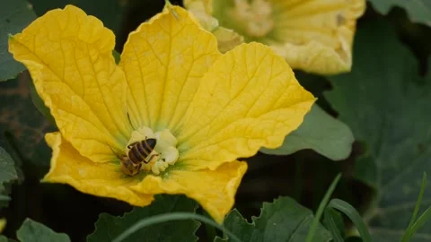 Bee collecting nectar on a bright yellow zucchini flower with green leaves in th 스톡 동영상 342033367