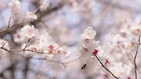 Bee Collecting Nectar on Cherry Blossoms in Slow Motion Stock Footage 339642127