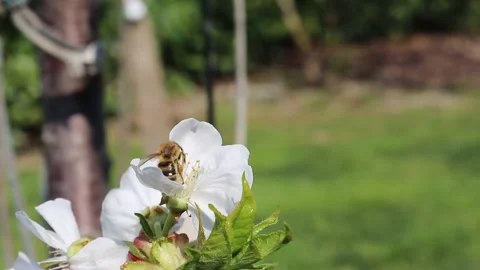 A bee collecting nectar from a cherry flower on the organic farm next door Stock Footage 131719246