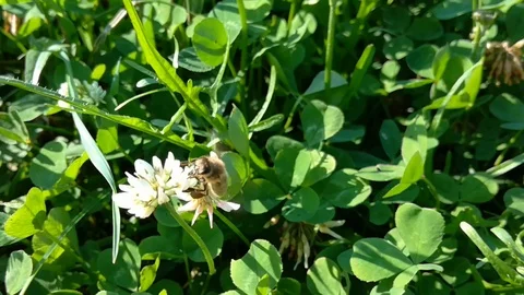 Bee collecting nectar from clover Stock Footage 113053931