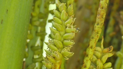 Bee collecting nectar from coconut flower Stock Footage 102906892