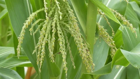 Bee collecting nectar from corn plant flower Stock Footage 113579411