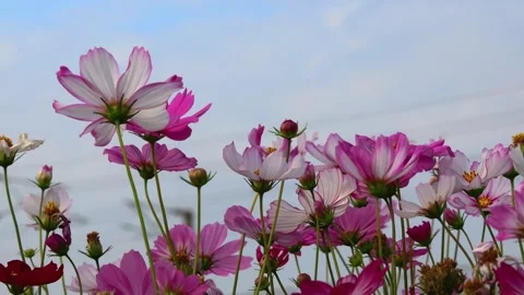 Bee collecting nectar in cosmos. flowers swaying by the wind in wild forest. Stock Footage 277964896