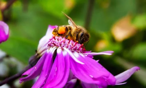 Bee collecting nectar covered in pollen on a purple flower Foto stock