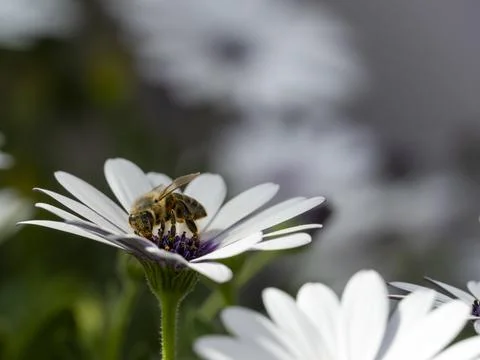 Bee collecting nectar from daisy Stock Photos