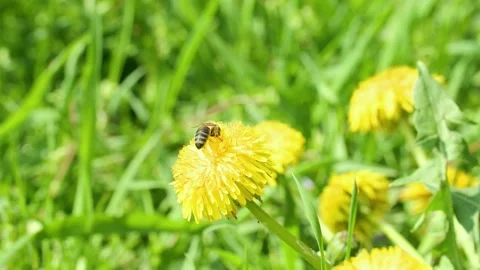 Bee collecting nectar from dandelion and flying away Stock Footage 230077197