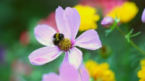 A bee collecting nectar from a flower Stock Footage 92409160